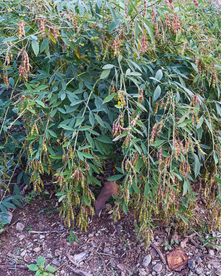 Suman-Agro-Seeds-R&D(12)