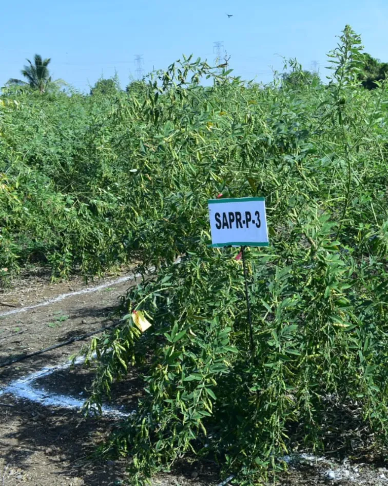 Suman-Agro-Seeds-R&D(13)