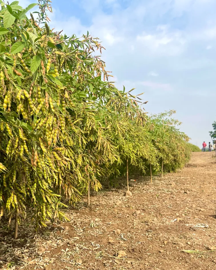 Suman-Agro-Seeds-R&D(3)