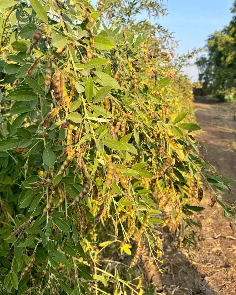 Suman-Agro-Seeds-R&D(5)