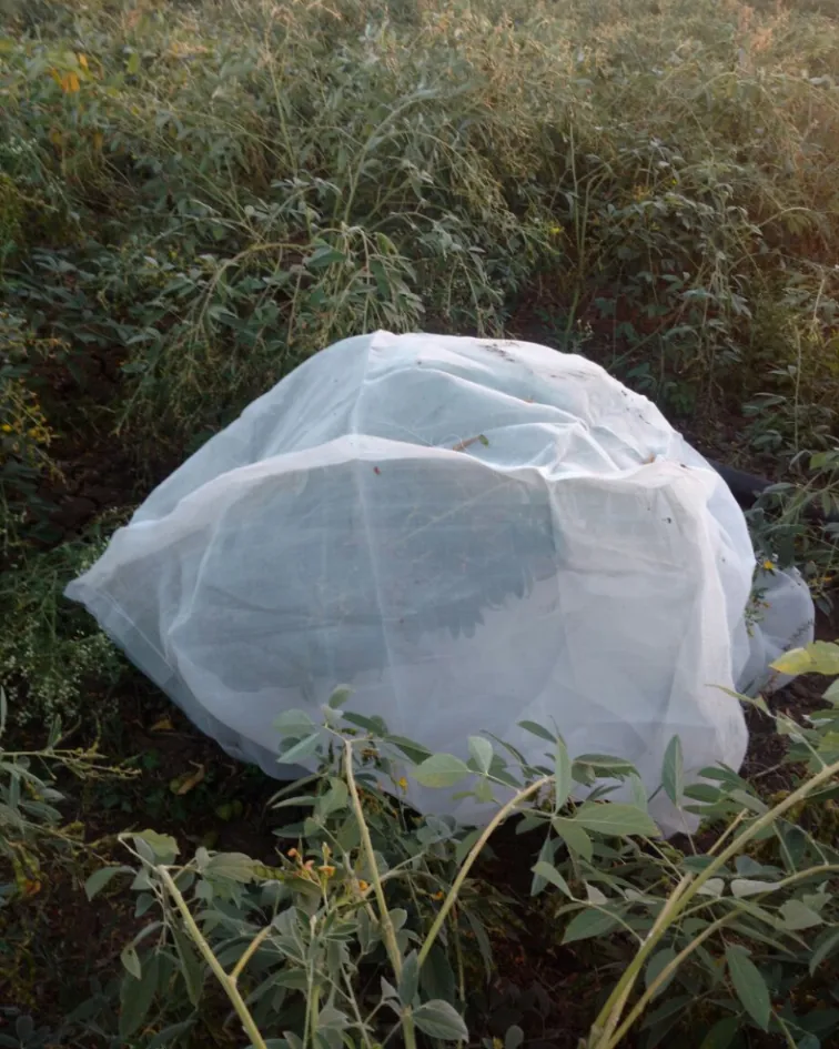 Suman-Agro-Seeds-R&D(7)