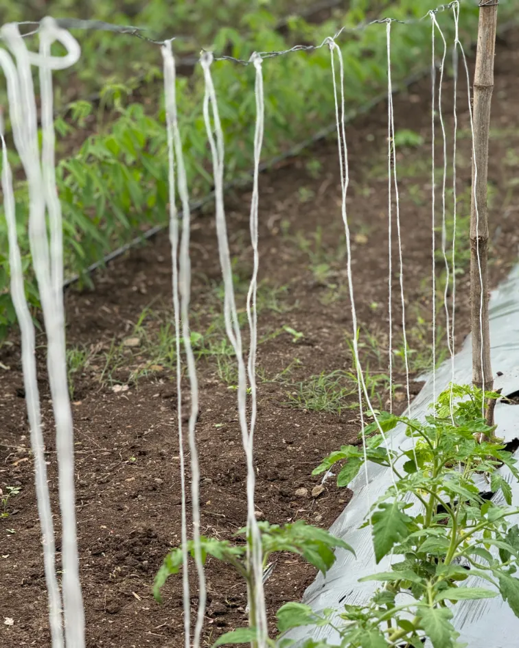 Suman-Agro-Seeds-R&D(9)